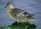 Wood Duck (Aix sponsa) 16 in. BL Mallard (Anas platyrhynchos) 36 in.