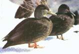 16 in. BL American Black Duck (Anas rubripes) 36 in.