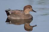 Gadwall (Anas strepera) 14.5 in. BL 35 in.