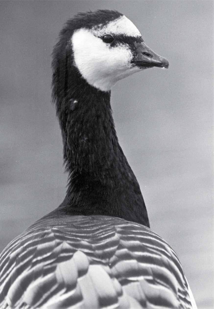 THE BARNACLE GOOSE IN DENMARK Breeding p op ula tion Sa ltholm: 1992: 1 pair 2014: 2,000-3,000 pairs?