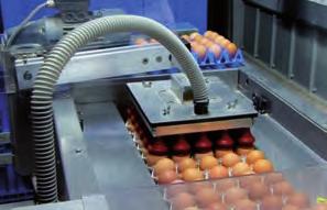 It s like a factory, with machines to check the size of the eggs and put them into the correct egg boxes. Then they are ready for lorries to take them to the shops.
