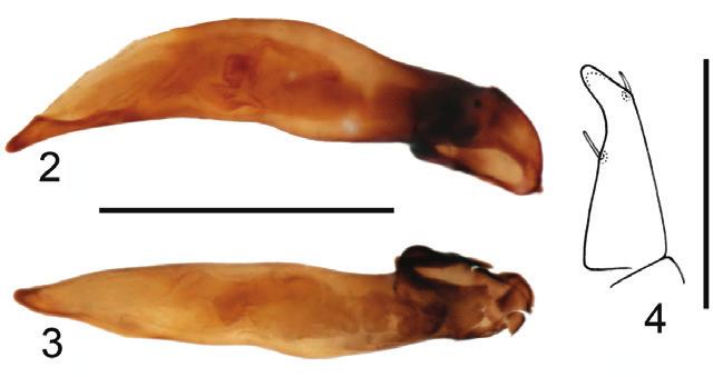 I.I. KABAK & D.W. WRASE. NEW SPECIES OF TARIDIUS FROM CHINA 109 Figs 2 4. Taridius yunnanus sp. nov.: 2, median lobe of aedeagus, lateral view; 3, same, dorsal view; 4, gonapophysis. Scale bar: 0.