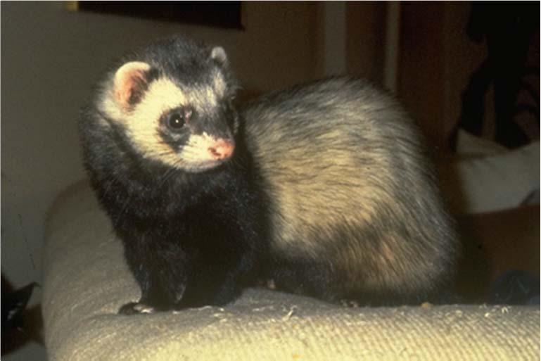 Photograph Credits Pathology of the Domestic Ferret Bruce H. Williams, DVM, DACVP Chairman, AFIP Dept. of Telemedicine (202) 782-2392 Email: williamsb@afip.osd.mil Dr.