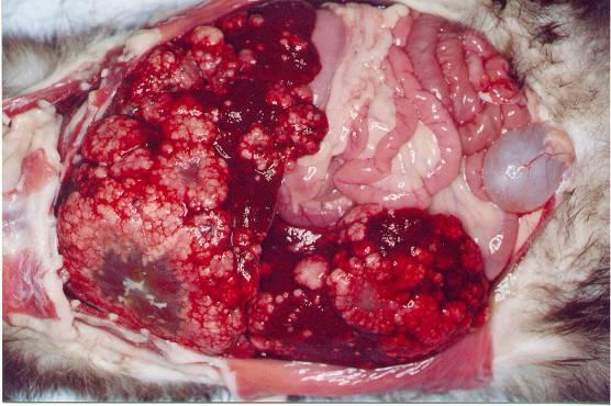 Liver in a Ferret Hepatic tumors