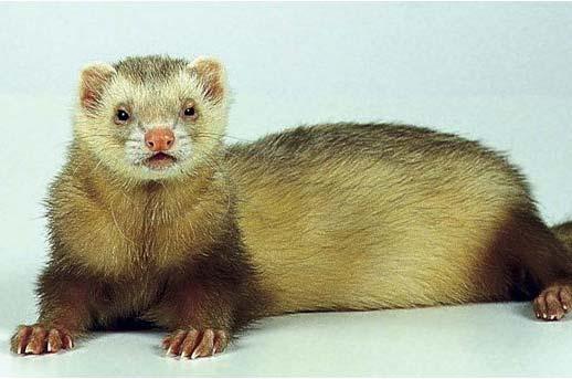Islet cell tumor Most common ferret tumor May be