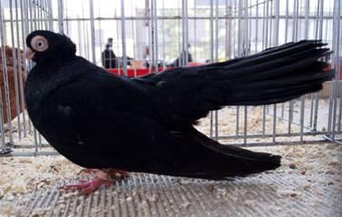 Below: Pleven Roller Pigeon, black, male. From 23.03.
