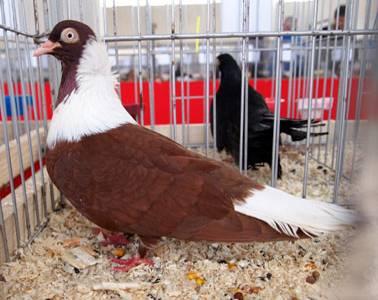 The exhibition halls of the Art Gallery, located in the picturesque place "Borovo oko" were filled with over 900 exhibition specimens of different breeds of ornamental birds.