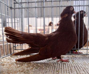 Traditionally, the pigeons were most strongly presented with over 800 specimens from 64 breeds, 18 Bulgarian and 46 foreign breeds.