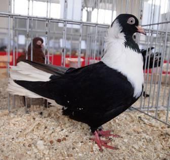 I hope over time the Bulgarian chicken breeds to be presented at European exhibition for recognition.