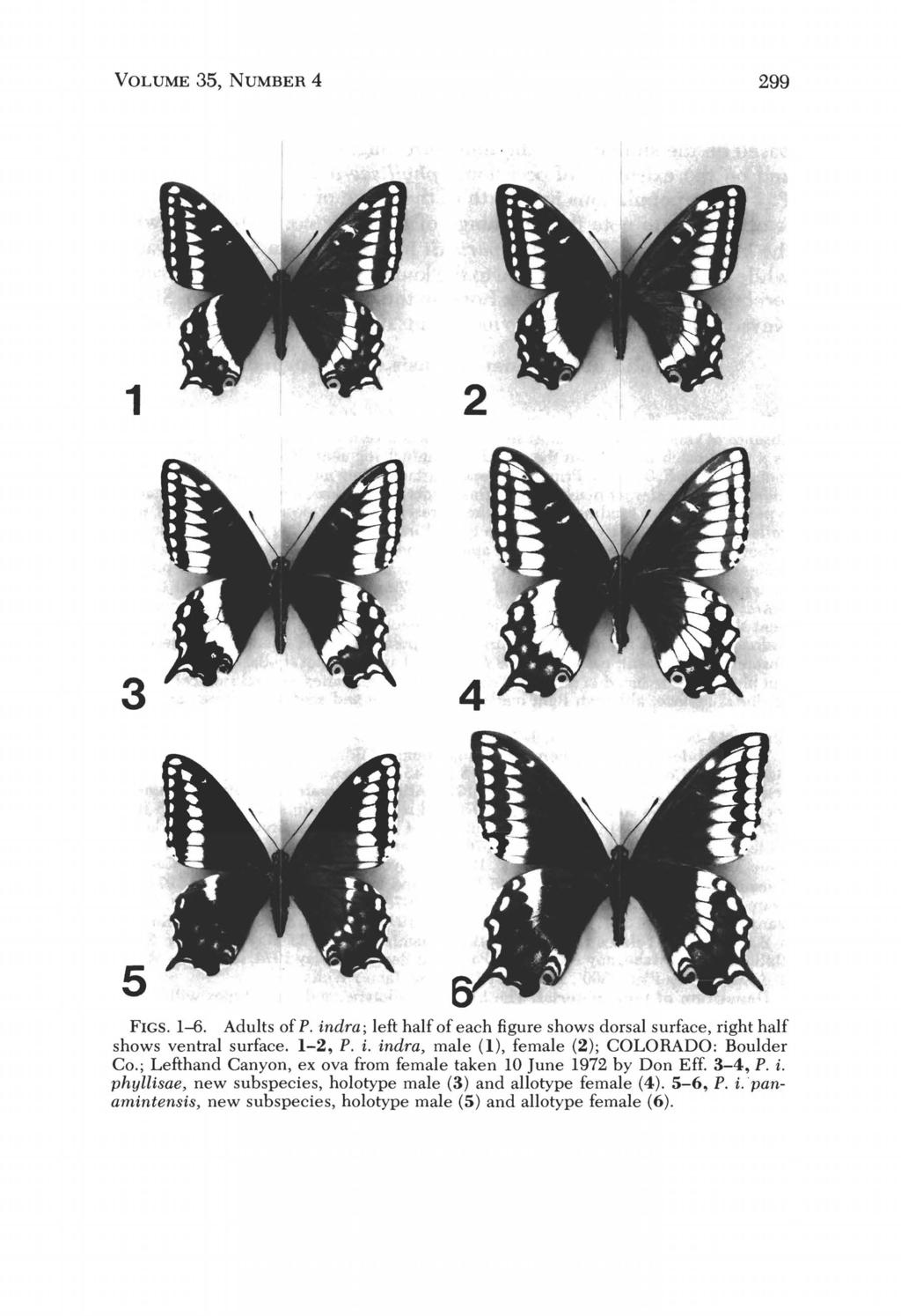 VOLUME 35, NUMBER 4 299 1 3 5 FIGS. 1-6. Adults of P. indra; left half of each figure shows dorsal surface, right half shows ventral surface. 1-2, P. i. indra, male (1), female (2); COLORADO: Boulder Co.