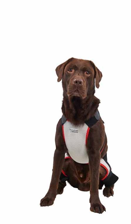 KRUUSE Abdominal Dog Belt Mainatvet by KRUUSE Recovery bandage wraps are made in polymer foam and are easily fitted and adjusted with Trihook extra-strong Velcro fixing bands, which do not loose