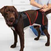 All KRUUSE Abdominal dog belts have been tested on clinical cases in veterinary hospitals.