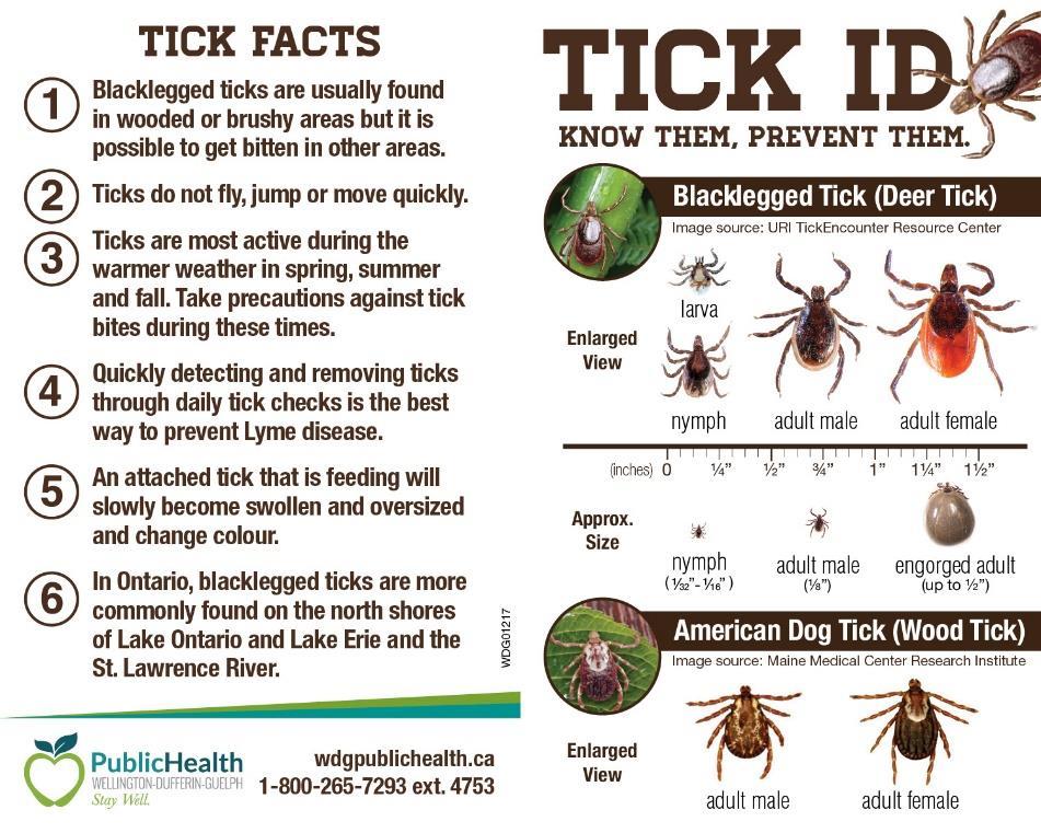 Appendix D WDGPH s Tick Identification Card TICK FACTS Blacklegged ticks are usually found 1 in wooded or brushy areas but it is possible to get bitten in other areas. TICK ID KNOW THEM. PREVENT THEM.