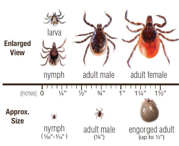 Discussion Lyme disease is a bacterial infection that is transmitted through the bite of an infected blacklegged tick. It is the most commonly reported vector-borne disease in North America.