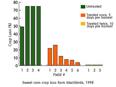 5. Bird Control in Corn Goose Chase / Bird Shield (tm) has been found to be effective for controlling bird damage to sweet corn and other varieties of corn.