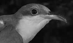 AVIAN PREDATORS OF WEST INDIAN REPTILES IGUANA VOLUME 15, NUMBER 1 MARCH 2008 11 ROBERT POWELL Birds not usually considered predators of vertebrates Puerto Rican Parrot (Amazona vittata).