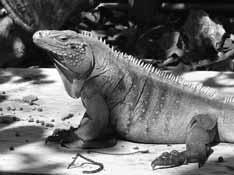 Monitoring, captive-breeding and reintroduction efforts, or translocation projects have been initiated for many species. The numbers of Cuban Rock Iguanas (C.