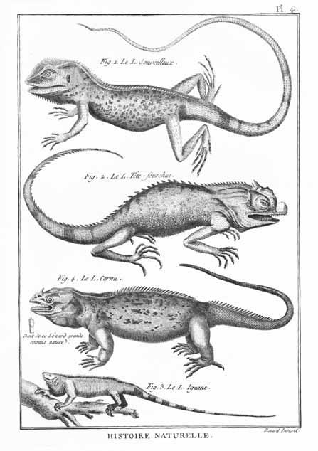 28 IGUANA VOLUME 15, NUMBER 1 MARCH 2008 SCHAFFER AND SCHAFFER Many early illustrations of exotic species were presented in anthologies of the natural world, often