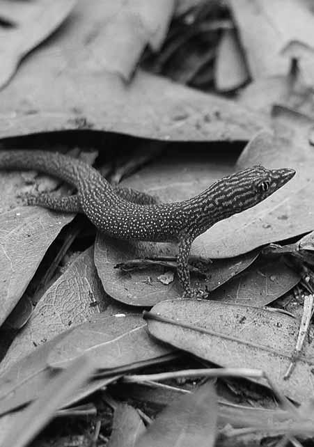 36 IGUANA VOLUME 15, NUMBER 1 MARCH 2008 HEAGY AND FRANK Ashy Geckos (Sphaerodactylus