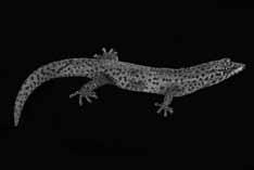 Reef Geckos are leaf-litter dwellers by preference, but also can be found in rock piles and under debris around human habitation. For captive maintenance, a 2.
