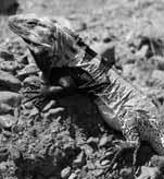 In species such as the Cape Spiny-tailed Iguana (Ctenosaura hemilopha), predation pressure also may affect escape behavior, habitat use, and foraging behavior. BLÁZQUEZ ET AL. (2007.