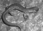 NEWSBRIEFS IGUANA VOLUME 15, NUMBER 1 MARCH 2008 59 NEWSBRIEFS ALAN BARRON The U.S. Fish and Wildlife Service determined that the Scott Bar Salamander (P.
