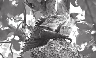 FOCUS ON CONSERVATION Lesser Antillean Iguanas on St.