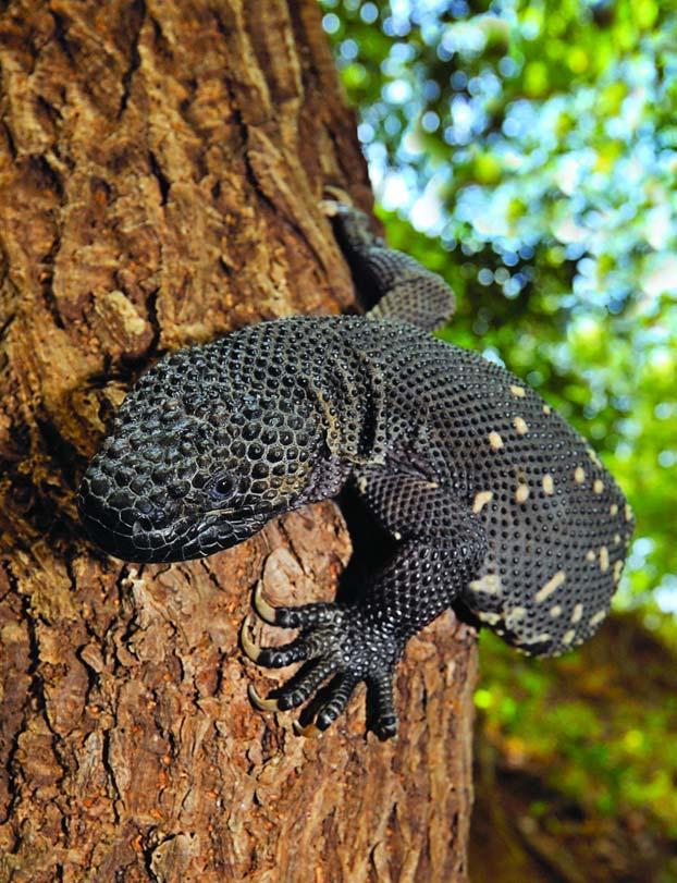 Guatemalan Beaded Lizards (Heloderma horridum charlesbogerti) are found only in the Motagua Valley
