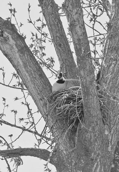 shore of the Kootenay River. On 23 April, one downy chick was observed moving in the nest as the adult positioned itself to shade its offspring from the sun; daytime temperature was 17 o C.