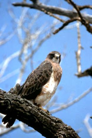 1.0 Introduction 1.1 Historical Background 1.1.1 Statewide The Swainson s hawk (Buteo swainsoni) (Plate 1-1) is a state-listed threatened species in California that occurs throughout much of the Central Valley.