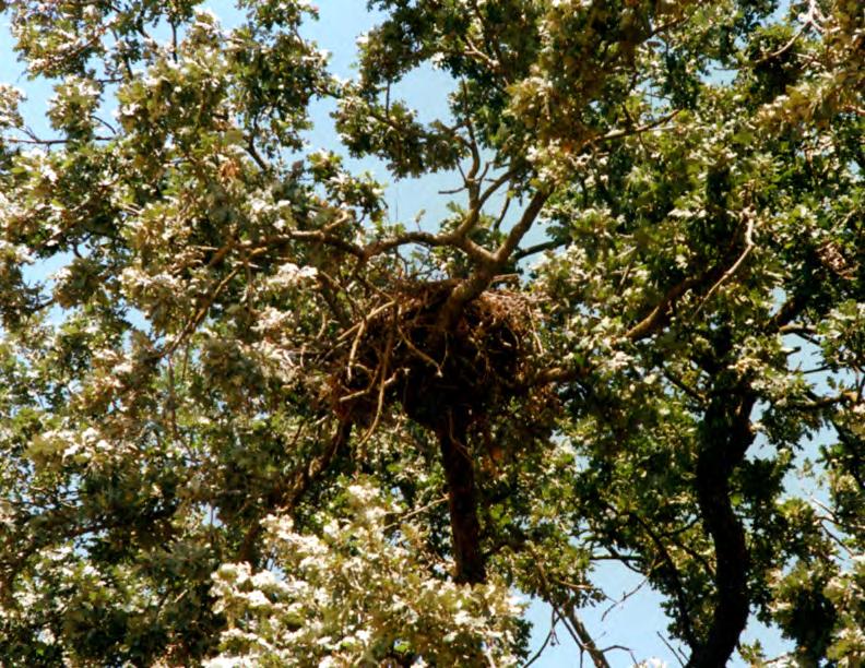 Nest in Eucalyptus