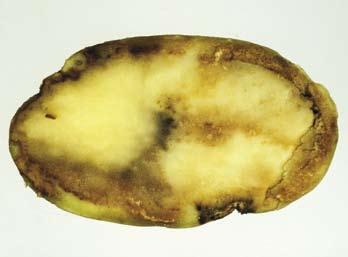 human activities and biodiversity Activity 2 In Ireland in the 1800s, potato blight killed whole crops of genetically identical lumper potatoes, causing widespread famine.