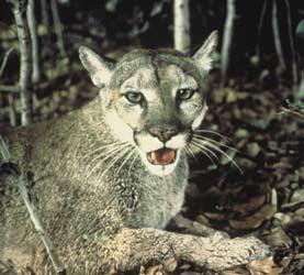 human activities and biodiversity Activity 2 Florida Panther By the 1950s, the once-large panther population of the southeastern United States had been hunted to near extinction because of the threat