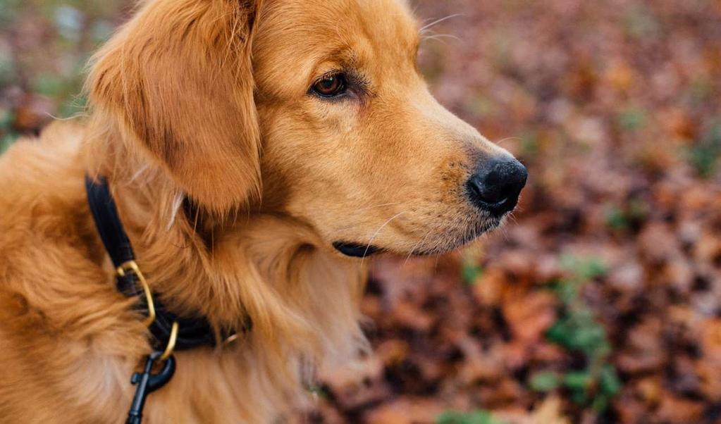 Sit. Stay. Read. FALL 2018 www.goldenretrieverrescueofsouthernmaryland.org 855.477.