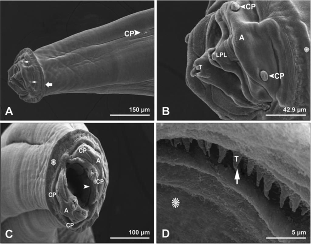 Gorgani et al. Parasites & Vectors 2013, 6:87 Page 3 of 8 Figure 1 Scanning electron micrographs showing anterior end of female Physaloptera clausa.