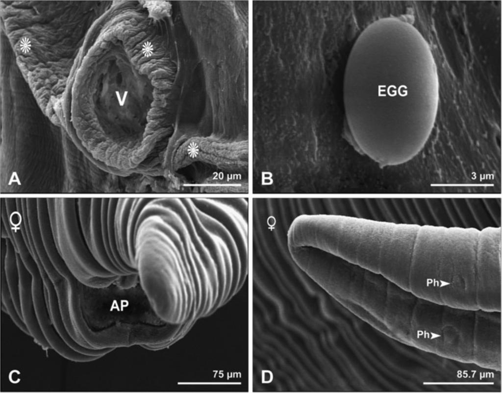 Gorgani et al. Parasites & Vectors 2013, 6:87 Page 5 of 8 Figure 3 Scanning electron micrographs showing female Physaloptera clausa. A, Vulva (V), and the cuticle around the vulva (stars). Bar= 20 μm.