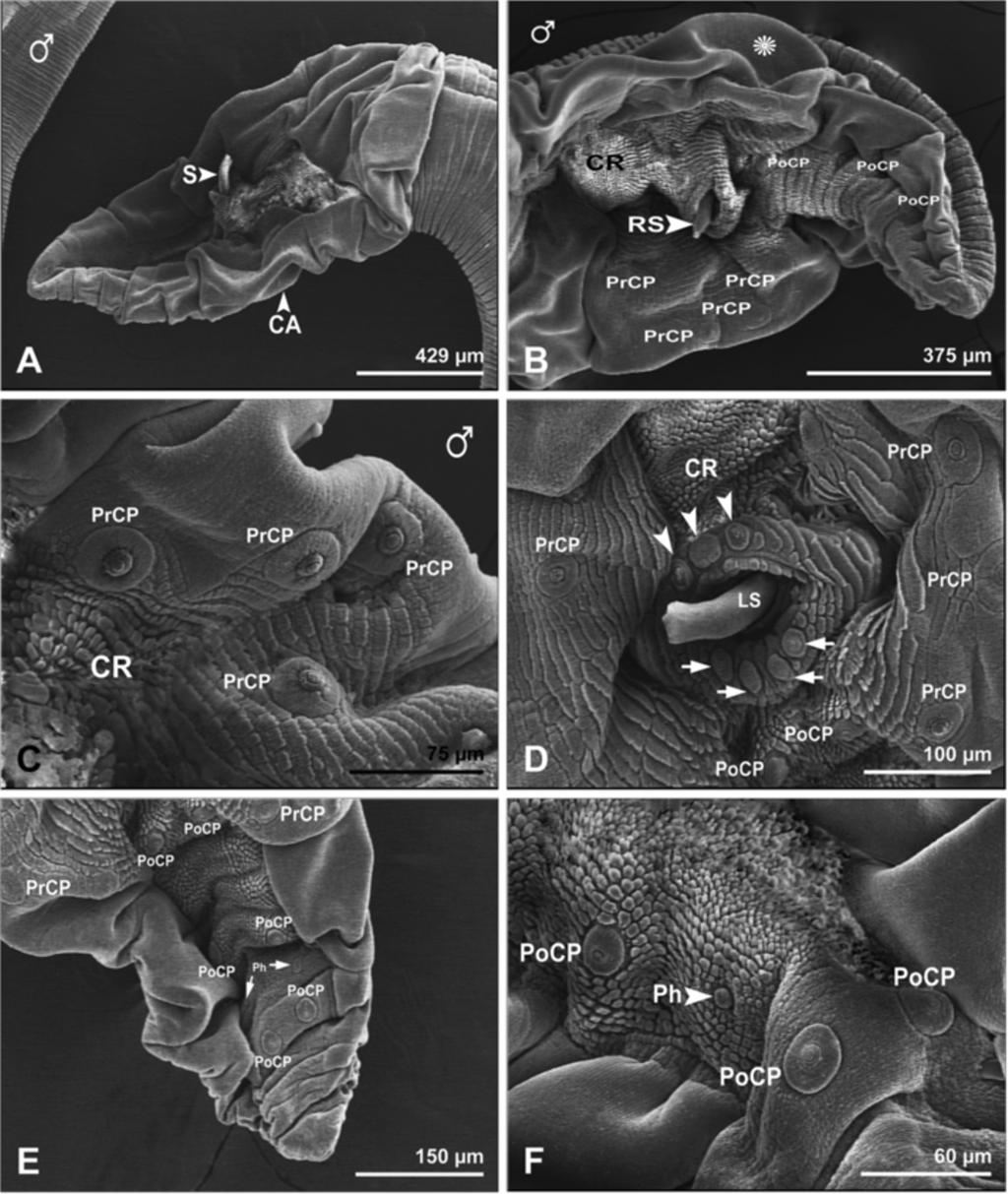 Gorgani et al. Parasites & Vectors 2013, 6:87 Page 6 of 8 Figure 4 Scanning electron micrographs showing posterior end of male Physaloptera clausa. A, caudal alae (CA), and spicule (S). Bar= 429 μm.