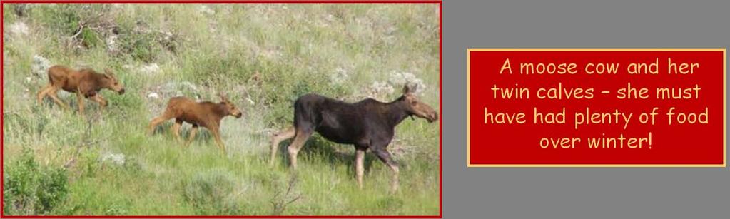 The female moose is pregnant for about 8 months and will commonly have twins if food was plentiful or just one calf if