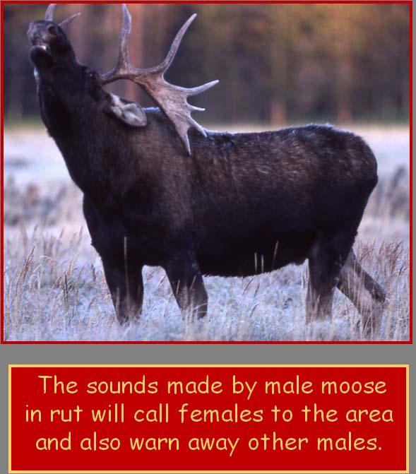The males will fight only with their antlers and the moose with the smallest antlers will generally lose the battle. Moose are not safe to approach in the wild and can be aggressive.
