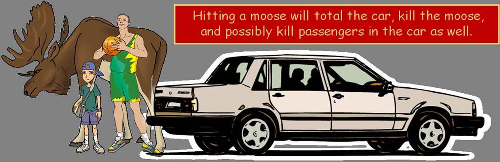Another way in which a moose might be killed is by vehicle traffic.