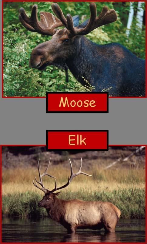 The moose is the largest member of the deer family and is closely related to the elk, caribou, mule deer, and white-tailed deer.