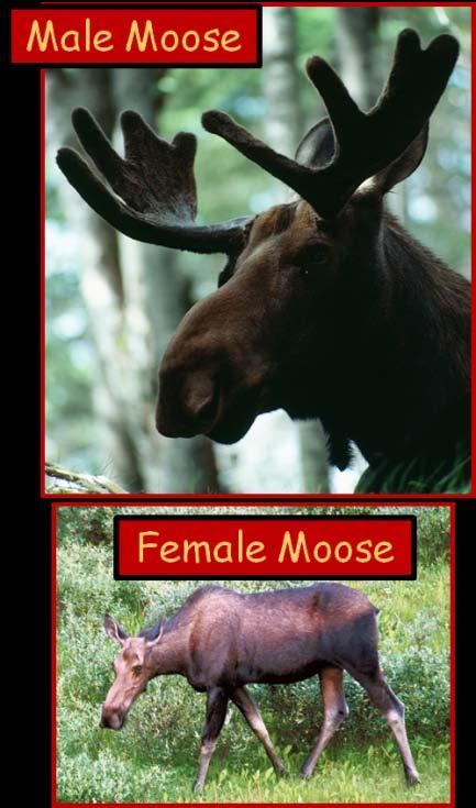 This can be confusing if you re speaking to someone who calls a moose and elk, or an elk a deer!