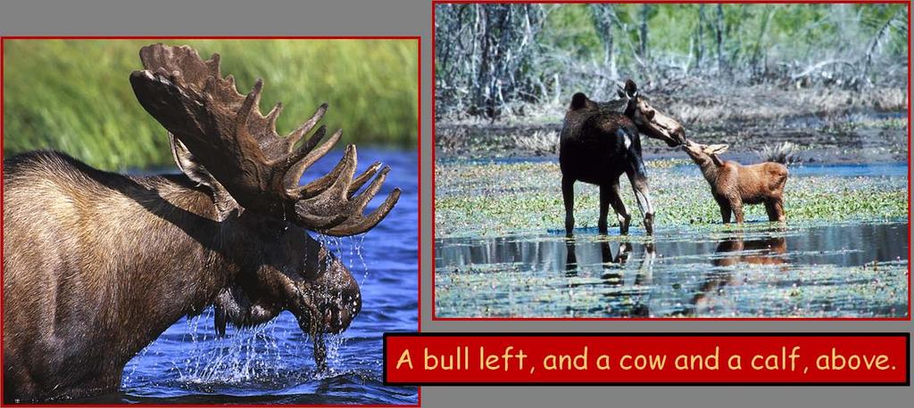 A male moose is called a bull and a female moose is called a cow. A young moose is called a calf. These are the same terms we use for domesticated cattle as well as whales!