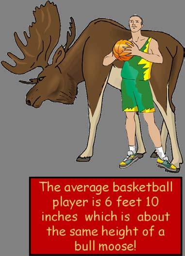 The tallest moose ever recorded was an Alaskan moose discovered in 1897. It was a bull which stood 7 feet 8 inches! That s taller than a basketball player!