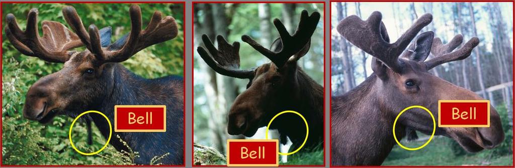 The moose has one more distinguishing feature and that is a flap of skin which hangs off of its throat called a bell.
