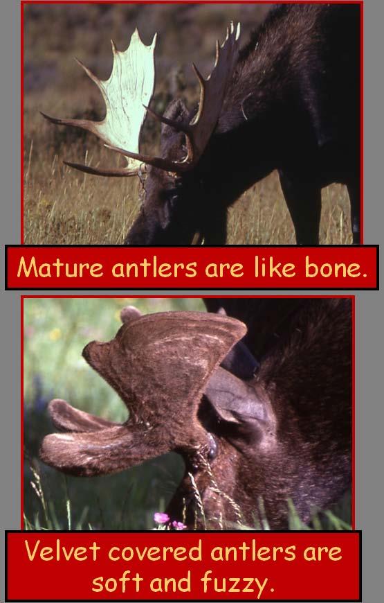 Antlers are shed once a year so that a new, larger rack with more tines can grow. This occurs during the months of November and December after mating season has ended.