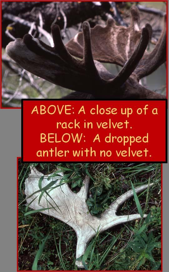 After some time the velvet dries up and falls off. When this happens there is no more blood supply to the antlers and they become very hard.