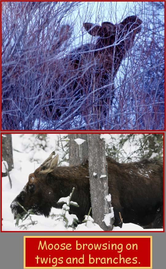 All moose are herbivores.