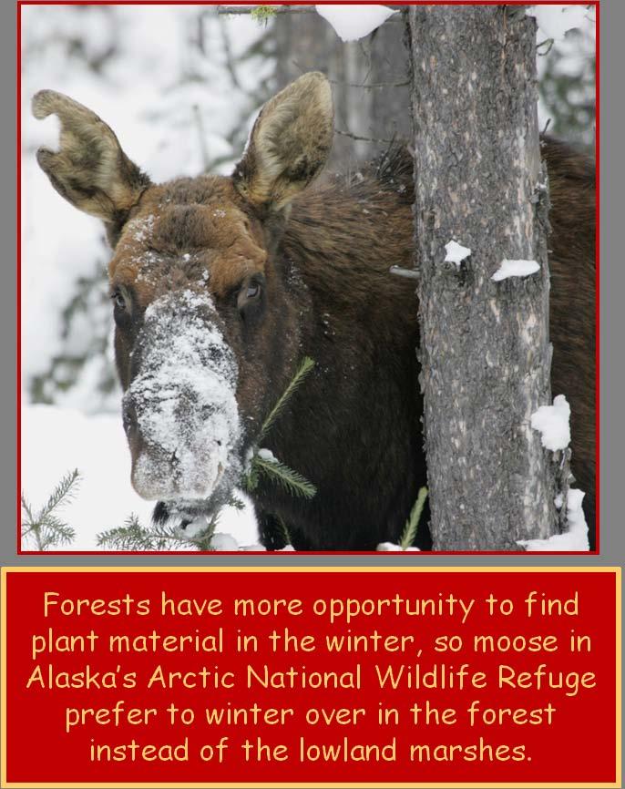 The moose does not migrate in large herds like the caribou, but they do travel a distance to find more food in the winter months and then return to a summer grazing area for spring and summer where