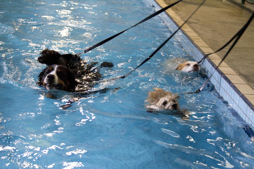 2 What is Canine Hydrotherapy? Canine Hydrotherapy is a rapidly growing industry in Australia.